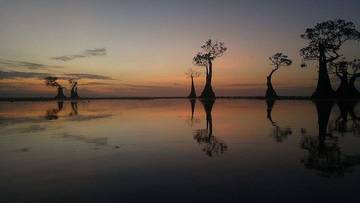 Exploring "Dancing Tree" in Sumba's Walakiri Beach