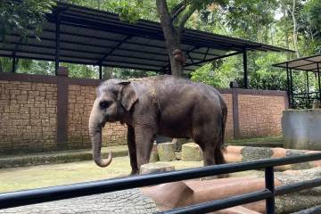 Animals at Bandung Zoo Suspected of Being Stress
