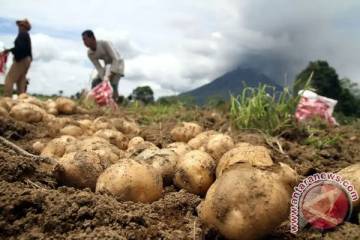 Batang Promotes Premium Root Crops to International Exporters