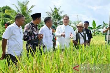 NTB Rice Production Surges Toward 2026 Self-Sufficiency Goal