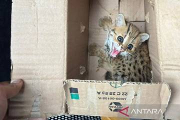 Ministry Busts Protected Wildlife Trafficking in Central Java