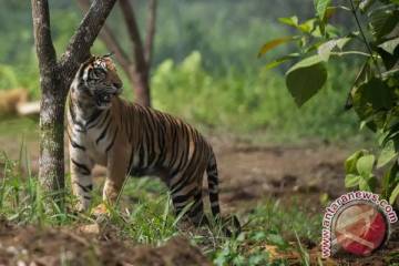 Riau Raises Alert Over Sumatran Tigers Near Settlements