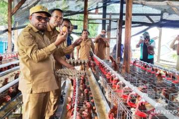 Sorong's Layer Farm Boom Boosts Incomes and Local Egg Supply