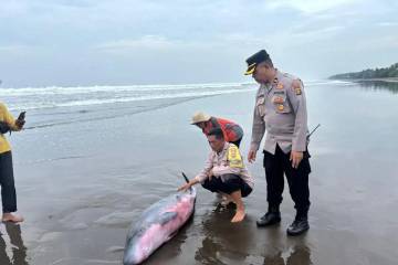 Bali Police and Activists Rescue Stranded Two-Meter Sperm Whale