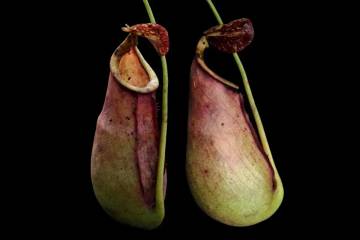 New Natural Hybrid Carnivorous Plant Discovered in in West Kalimantan