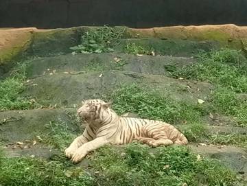 Semarang Zoo Vacates Tiger Enclosures to Combat Inbreeding