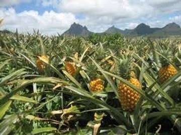 High Pineapple Demand Outpaces Local Supply in Bengkalis (kurang menarik)