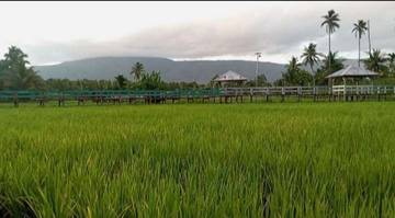 Sawah Pailelang Offers Peaceful Escape for Alor Visitor