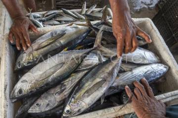 Donggala Fisheries Agency Set to Implement Blue Coast Project
