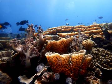 Marine Tourism for Enviroment Protection and Coastal Empowerment