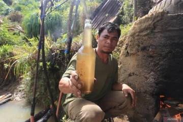 Citronella Oil Prices Bounce Back as Gayo Lues Logistics Stabilize