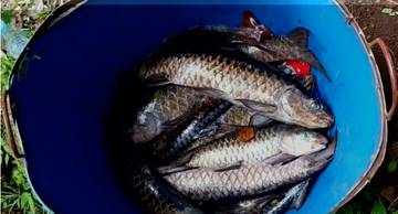 Kuningan Launches Probe into Mass Sacred Fish Die-Off