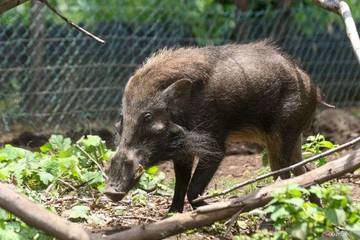 Ministry Backs Conservation of Indonesia’s Endemic Warty Pigs