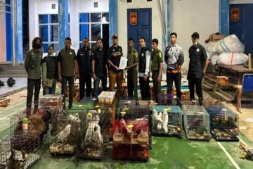 Aceh's Rescued Wildlife Healthy After Thwarted Illegal Export