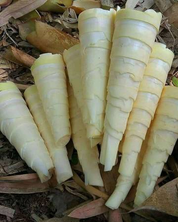 Bamboo Shoots is a Nutrient-Rich Local Superfood 