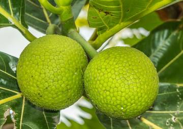Breadfruit, From Traditional Snack to Global Future Food