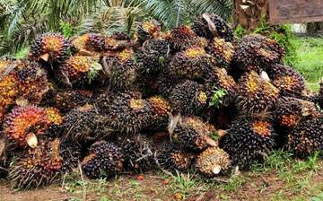 Why Indonesia Ban Waste Palm Oil Export?