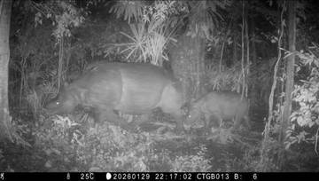 Javan Rhino Calf Caught on Camera in Ujung Kulon National Park