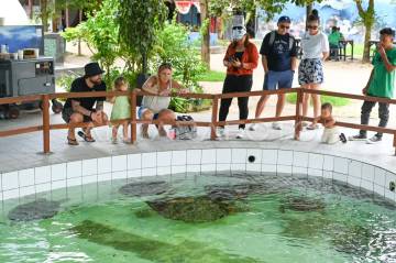 Bali's Serangan Turtle Conservation Center Handles Stranded Turtles