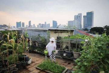 Utilizing Urban Farming, Jakarta Province Secures Food Supply