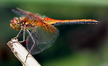 Dragonflies: An Indicator of Environmental Health