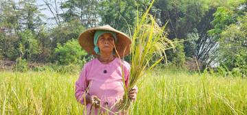 Govt Expands Insurance Scheme to Protect Rice Farmers