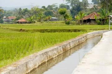 Indonesia Reinforces Irrigation to Safeguard Rice Output
