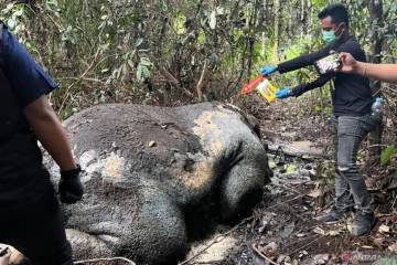 Headless Sumatran Elephant Found Dead in Riau Forest