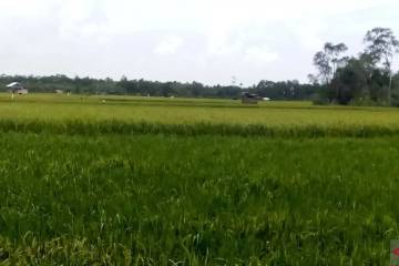 Bangka Farmers Convert Former Tin Mines Into Farmland