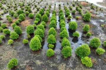 Minister Assures Mangrove Planting Will Not Threaten Land Ownership