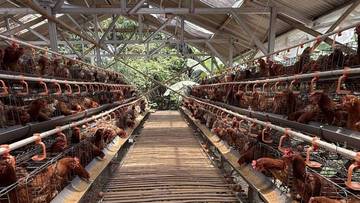 Gorontalo to Construct Integrated Poultry Feed Plant in March 2026