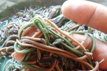 Thousands Gather at Mandalika for the Annual Bau Nyale Sea Worm Festival