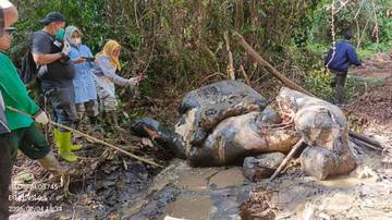 Ministry of Forestry Investigates Elephant Killing in Riau