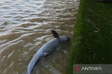 Ministry Launches Emergency Plan to Save Last 66 Mahakam Dolphins