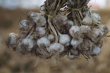 Minister Designates NTB as National Garlic Production Hub