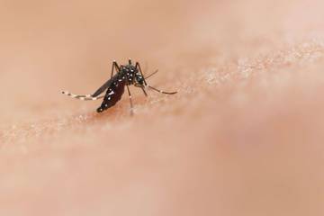 Indonesia Finalizes Dengue Action Plan 2026–2029