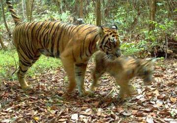 Riau Team Probes Sumatran Tiger Village Sighting