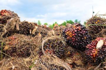 Industry Ministry Deactivates Official in USD 915M Palm Oil Export Case