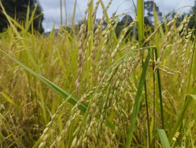 Digitalisasi Pupuk Subsidi Perkuat Ketahanan Pangan di Perbatasan