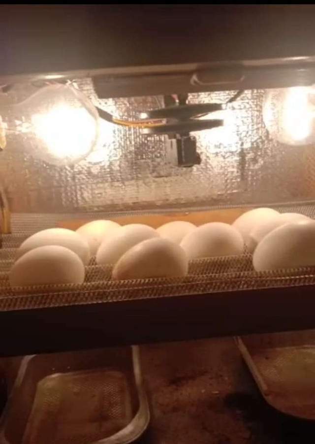 Cara Mengetahui Ciri Telur Vertil Dan Non Vertil