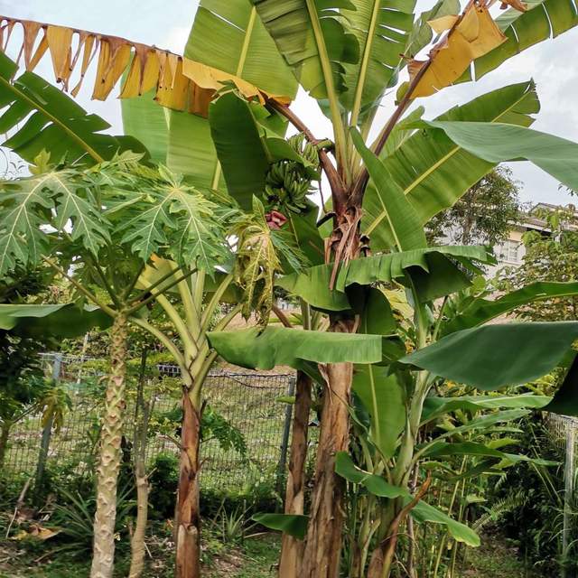 Penyebab Tanaman Pisang Daunya Menguning