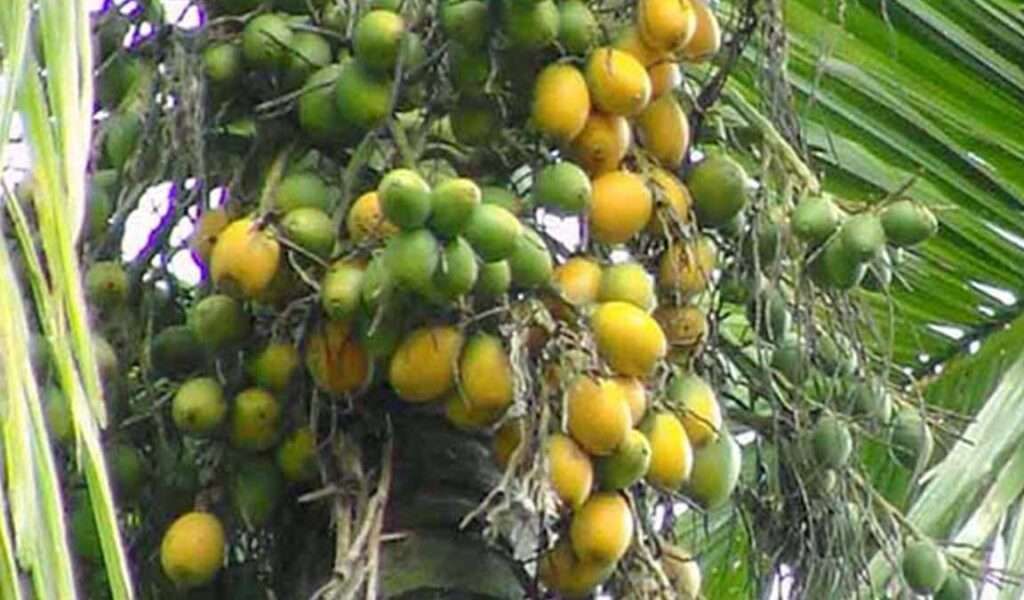 Sortir Pinang Pohon Pinang Terong Belanda