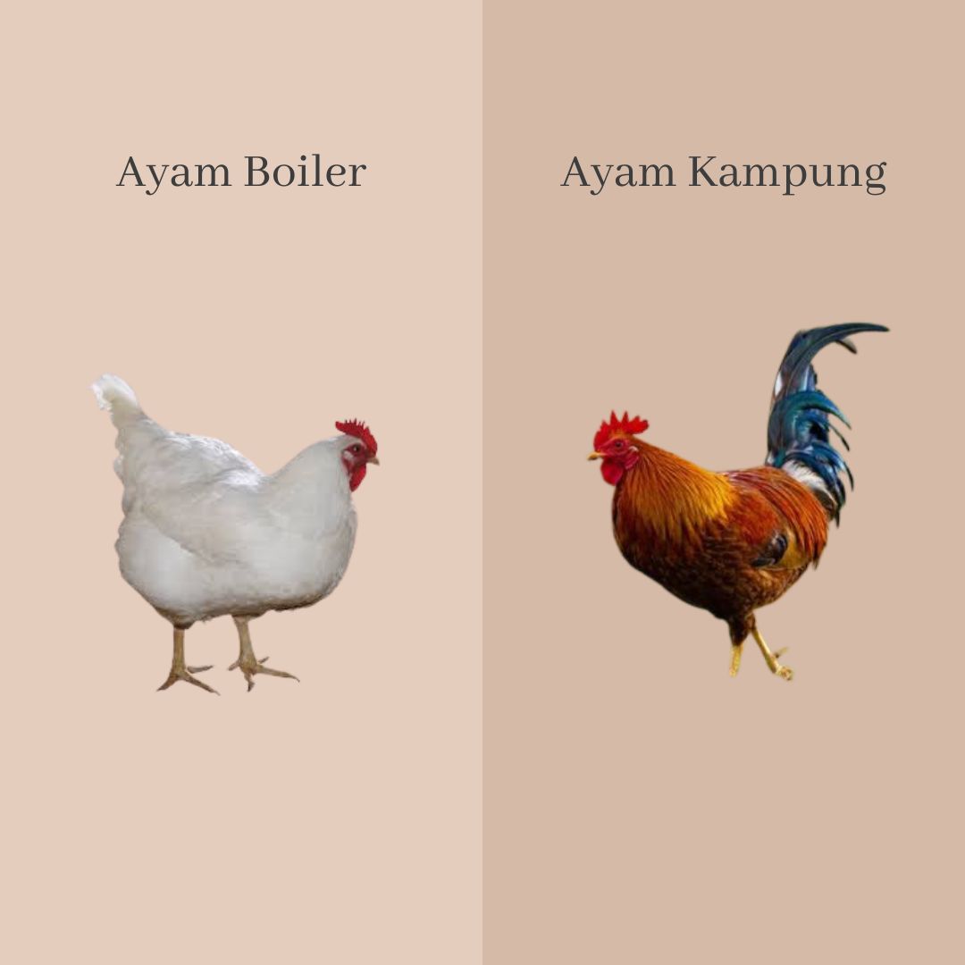Perbedaan Gizi Ayam Broiler dengan Ayam Kampung