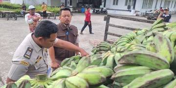 Ekspor Pisang Nipah Kalbar Rambah Pasar Malaysia