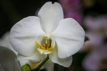 Mempercantik Ruang Tamu dengan Tanaman Hias Lebaran