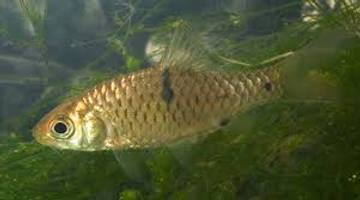 Trik Mengetahui Keberadaan Ikan Sungai pada Siang Hari 