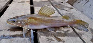 Racikan Umpan untuk Memancing Ikan Baung