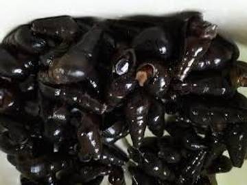 Trik Mengolah Siput agar Gurih dan Tidak Amis