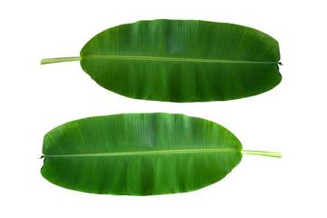 Rahasia Larisnya Daun Pisang di Pasar Internasional