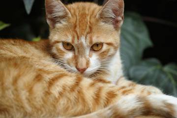 Kucing Oranye Kebanyakan Jantan? Ini Faktanya
